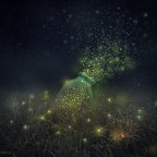 Magic Of The Fireflies